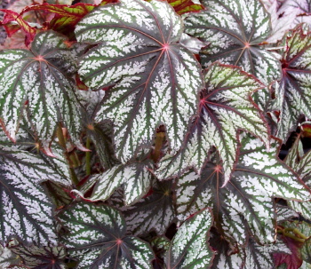 B. ‘Waterdance’